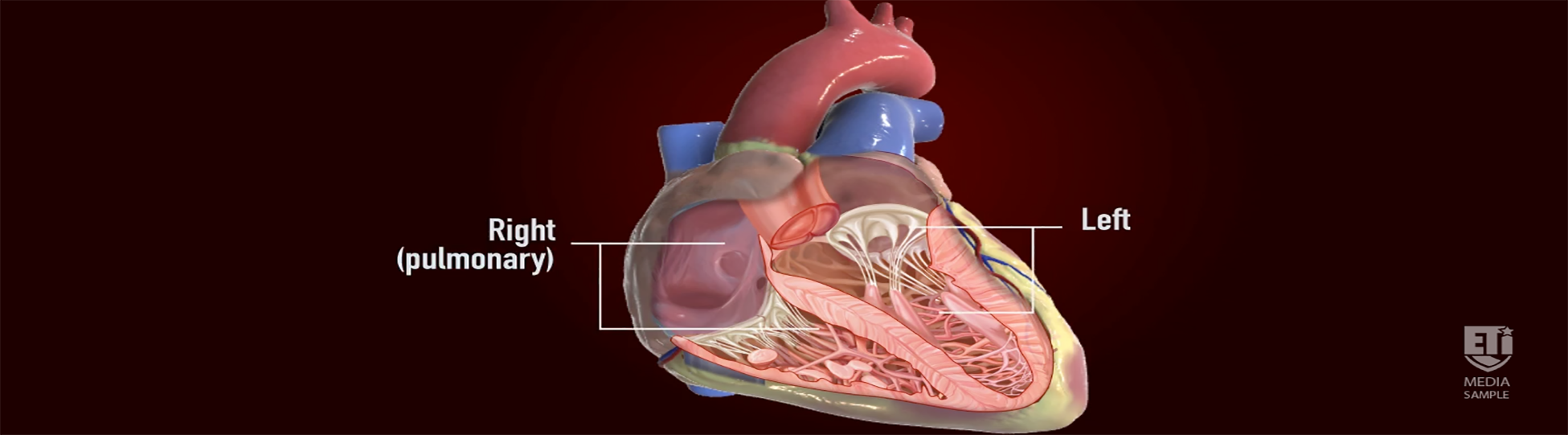ETI heart graphic