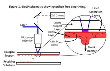 biolp-schematic